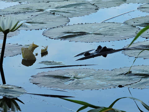 Image of Dotleaf waterlily