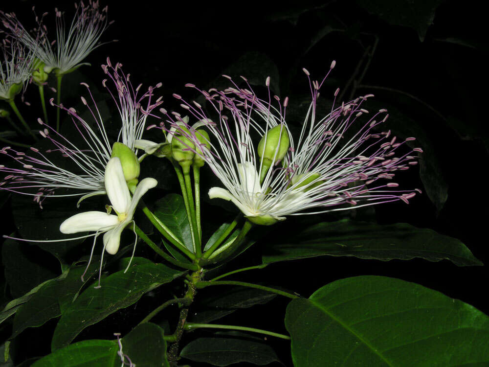 Image of Capparidastrum discolor (J. D. Sm.) Cornejo & Iltis