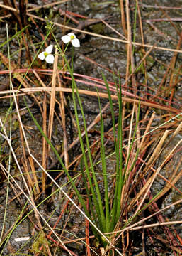 Image of grassy arrowhead