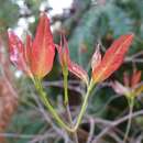 Sivun Heteropterys syringifolia Griseb. kuva