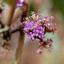 Image of Callicarpa macrophylla Vahl