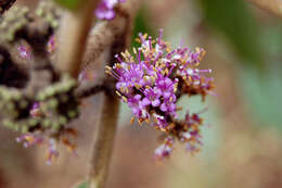 Image of Callicarpa macrophylla Vahl