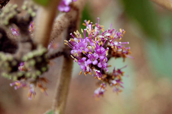 Image of Callicarpa