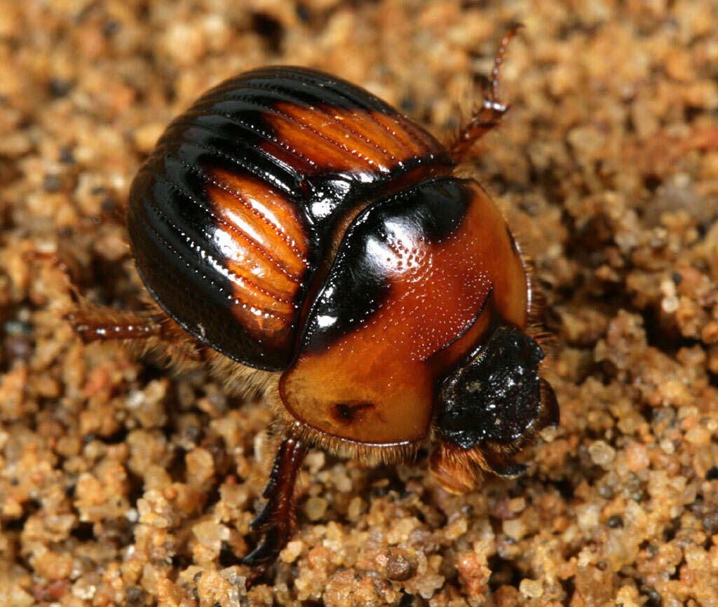 Image of Bolbocerosoma