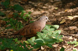 Image of Ruddy Ground Dove