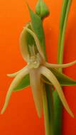 Image of Habenaria trifida Kunth