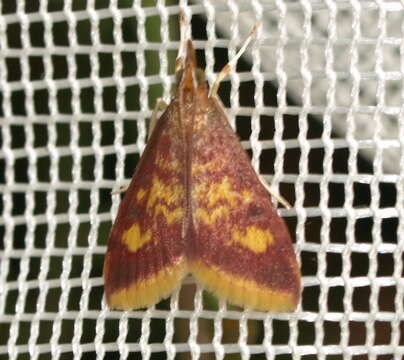 Image of Mint-loving Pyrausta