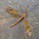 Tipula (Acutipula) fulvipennis De Geer 1776 resmi