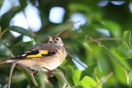 Image of Carduelis carduelis parva Tschusi 1901