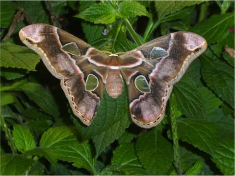 Image of Attacus Linnaeus 1767