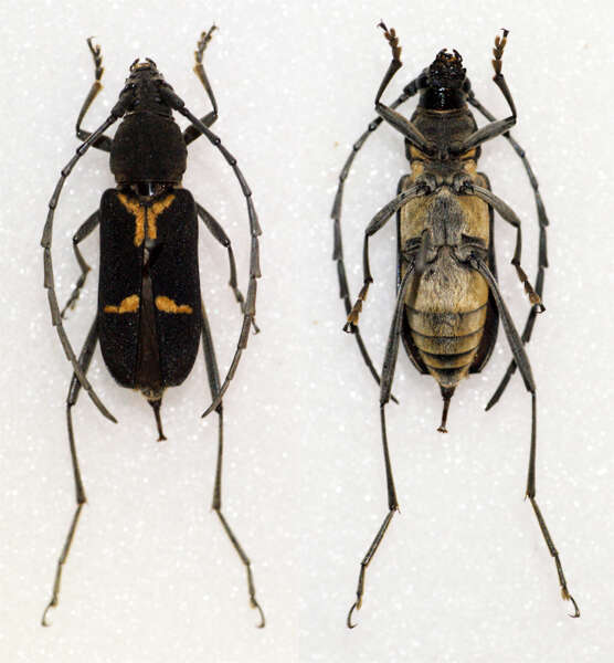 Image of Prothema signata Pascoe 1857