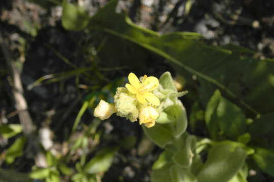 Image of mullein