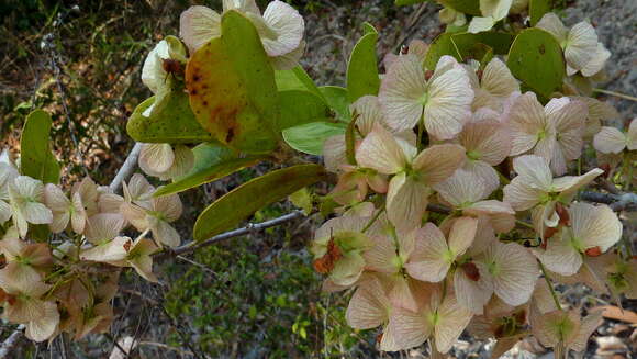 Image of Hiraea bullata W. R. Anderson