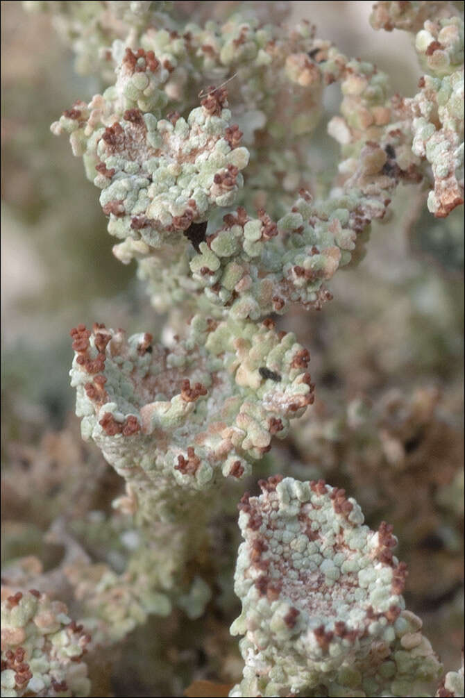 Image of cup lichen