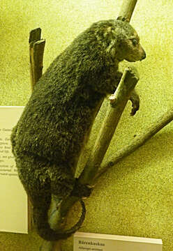 Image of Bear cuscus