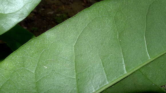 Image of Bunchosia acuminata F. H. Dobson