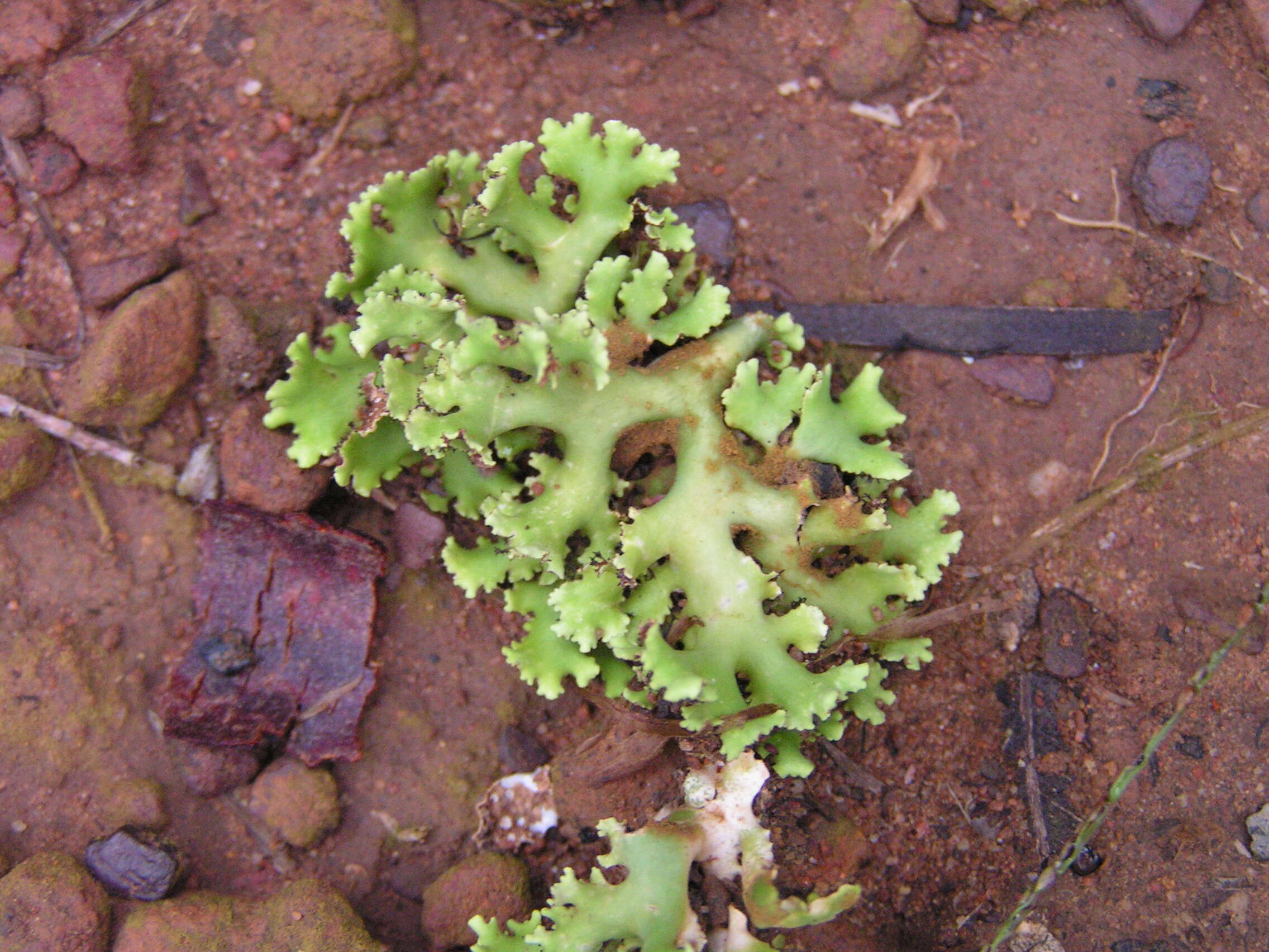 Imagem de Xanthoparmelia semiviridis (F. Muell. ex Nyl.) O. Blanco, A. Crespo, Elix, D. Hawksw. & Lumbsch