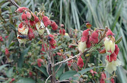 صورة Brachyotum ledifolium (Desr.) Triana