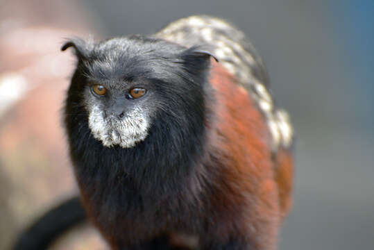 Image de Tamarin à manteau rouge