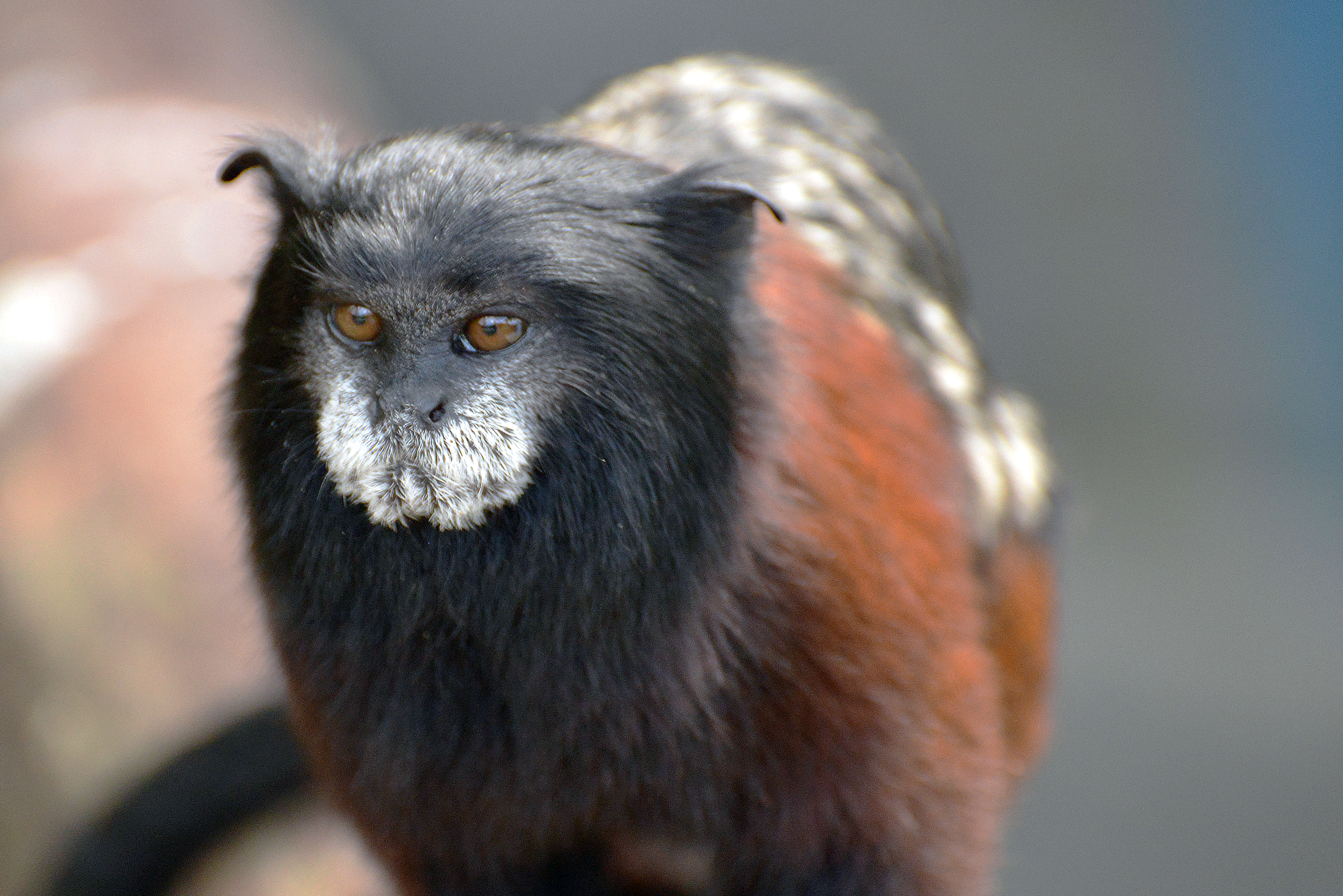 Image of brown-mantled tamarin