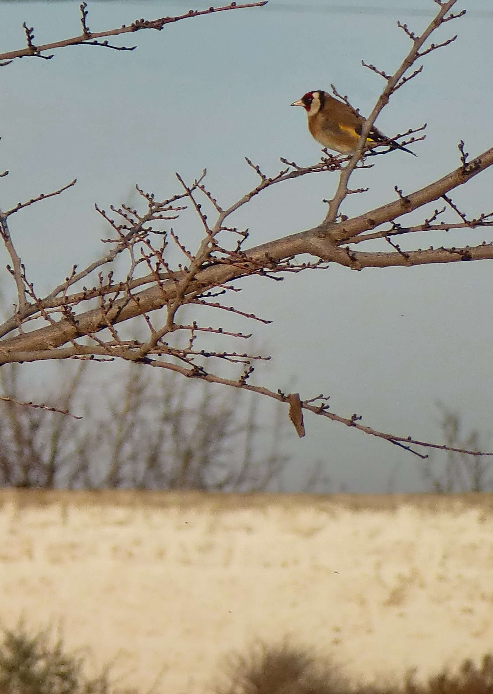 Imagem de Carduelis Brisson 1760