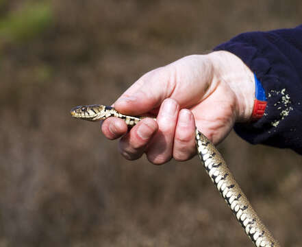 Image of Grass Snake