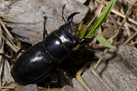 Serrognathus titanus okinawanus (Kriesche 1922)的圖片