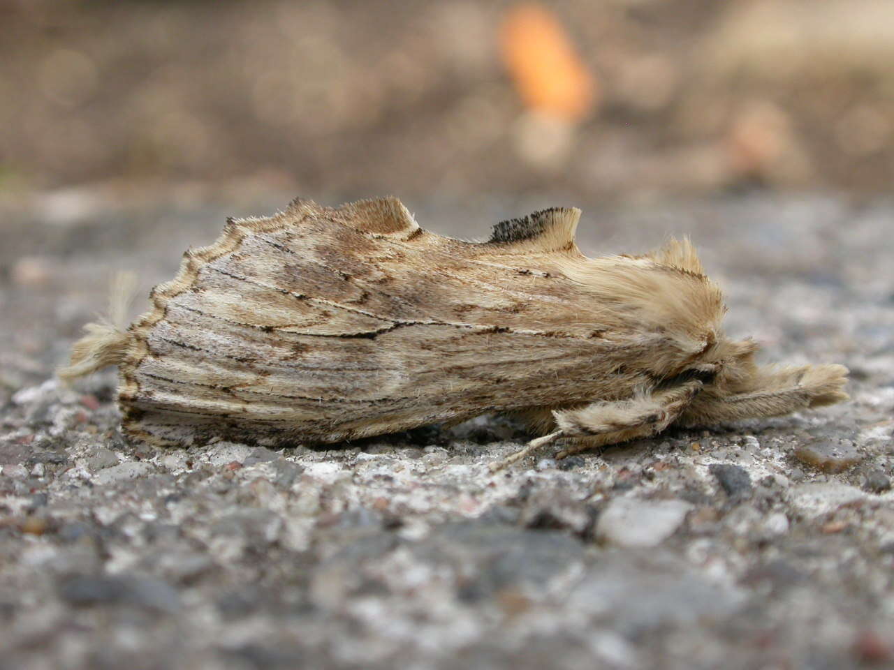 Image of Pterostoma