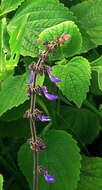 Image of plectranthus