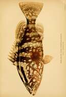 Epinephelus striatus (Bloch 1792) resmi