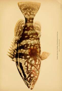 Слика од Epinephelus striatus (Bloch 1792)