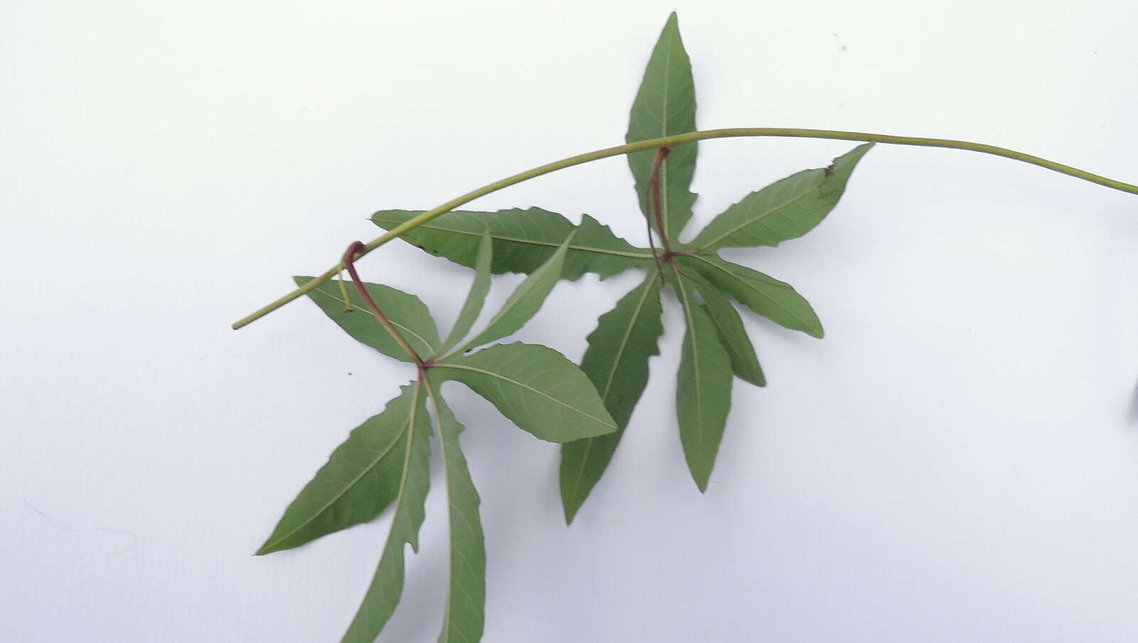 Image of Noyau-Vine