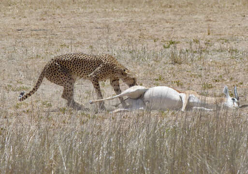 Image of Acinonyx Brookes 1828