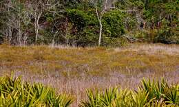 Image of peelbark St. Johnswort