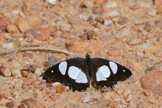 Image of Pyrrhogyra neaerea Linnaeus 1758