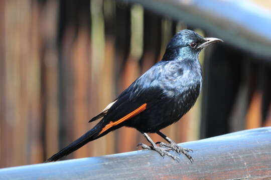 Image of Red-winged Starling