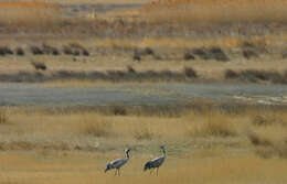 Image of Common Crane