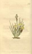 Image of Sisyrinchium tenuifolium Humb. & Bonpl. ex Willd.