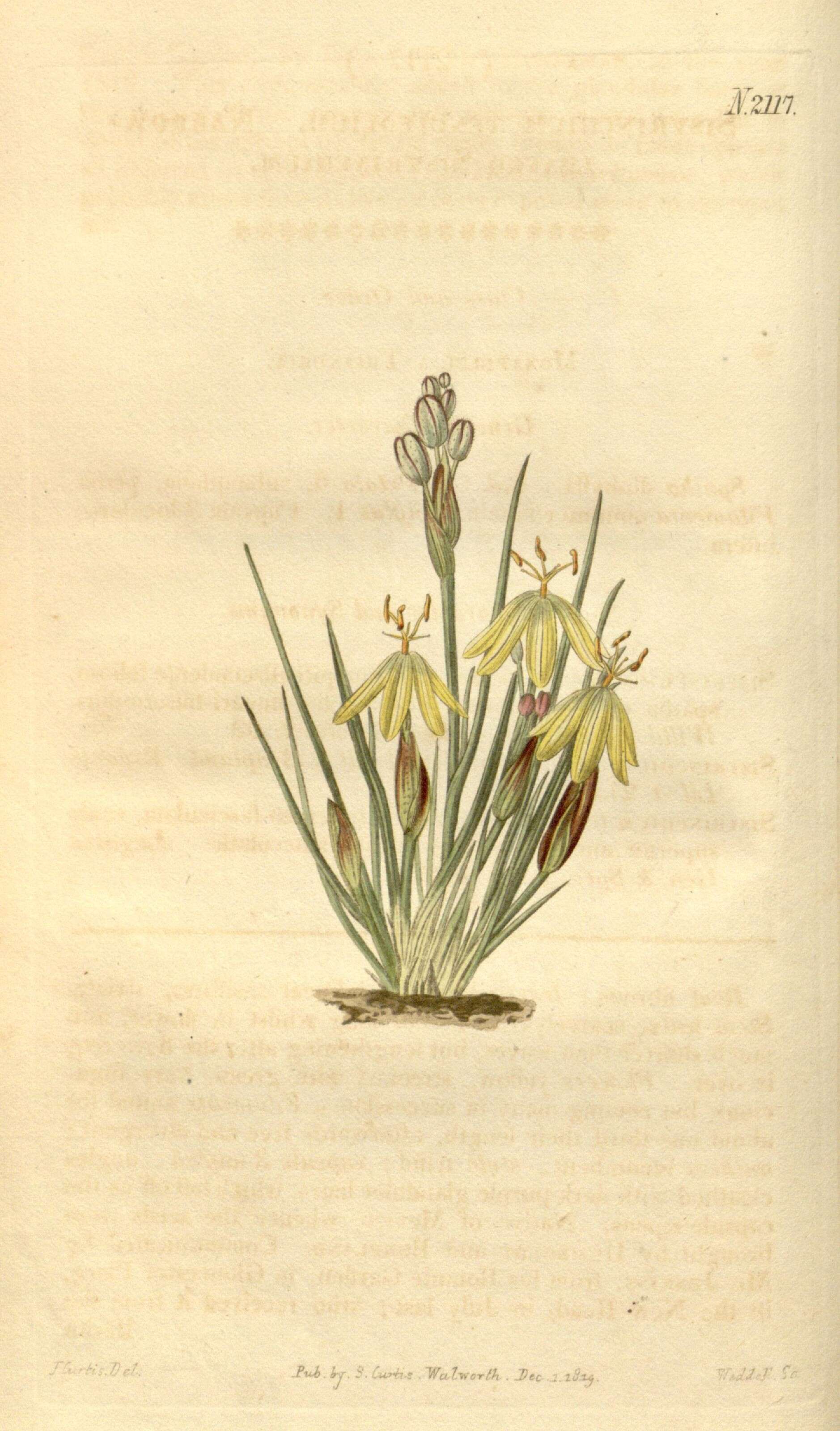 صورة Sisyrinchium tenuifolium Humb. & Bonpl. ex Willd.