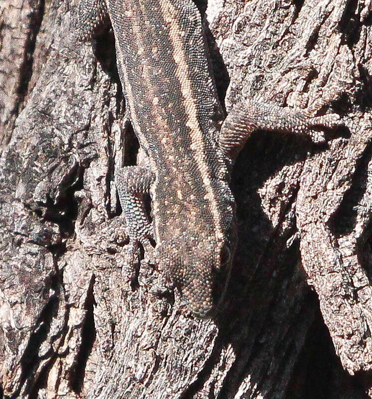 Image of Cape dwarf gecko