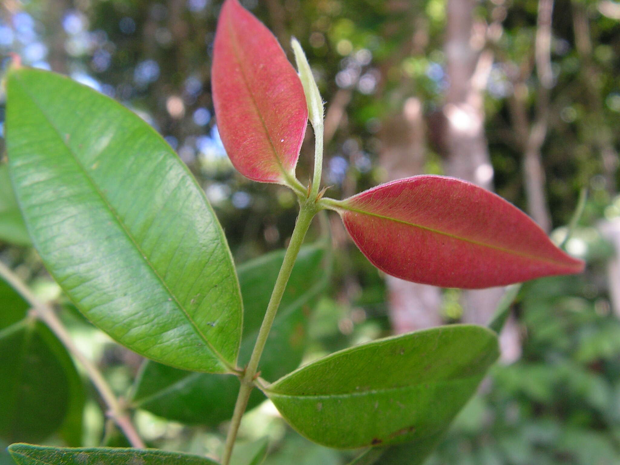 Image de Myrcia sylvatica (G. Meyer) DC.