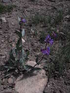 Image of Osterhout's beardtongue