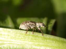 Image of Pine Needle Weevils