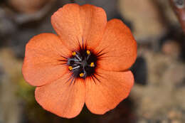 Image of Drosera platystigma Lehm.