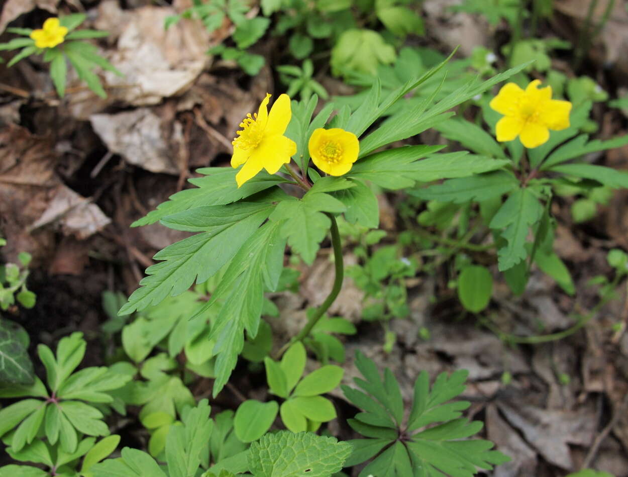 Image of Yellow Anemone