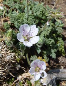 Imagem de Erodium celtibericum Pau