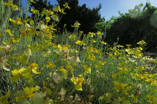 Image of Cooper's paper daisy