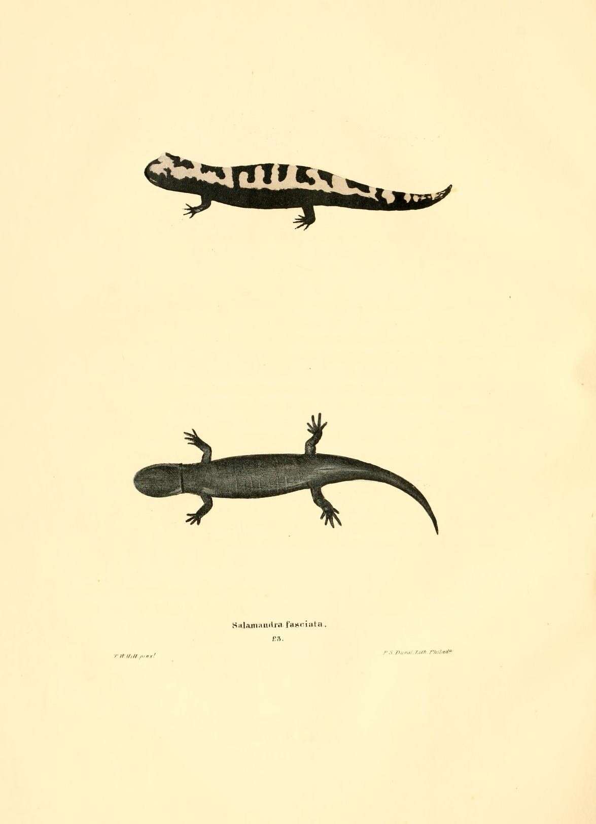 Image of mole salamanders