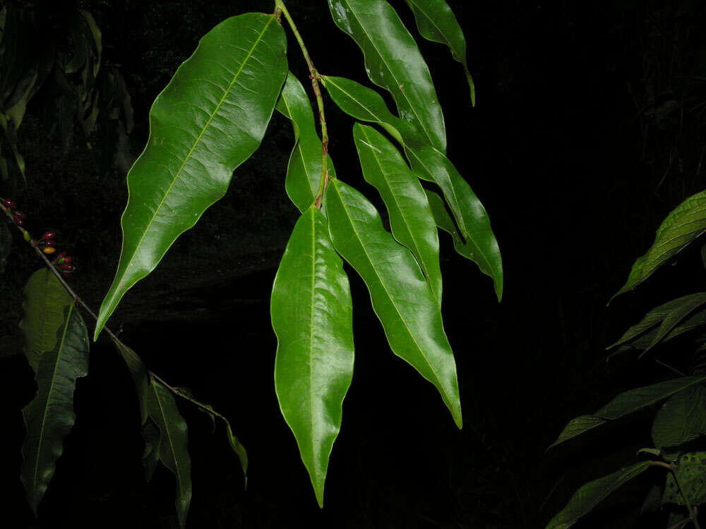 Image of Erythroxylum citrifolium A. St.-Hil.