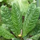 Image of Anthurium superbum Madison